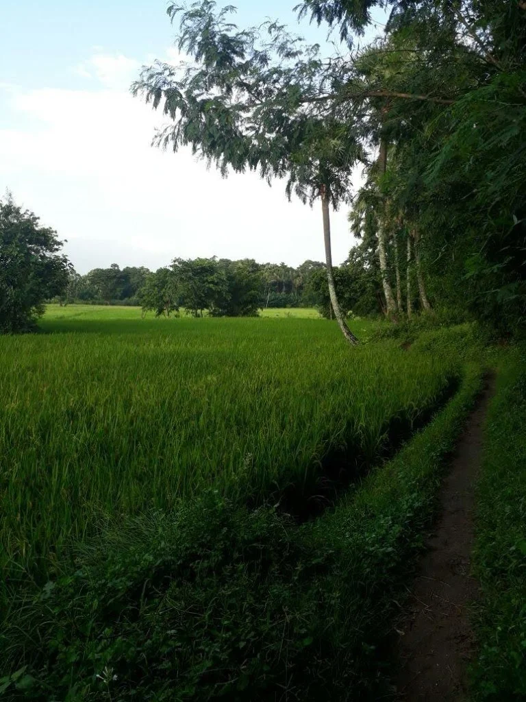 Lush green rice paddies and palm trees in Kerala