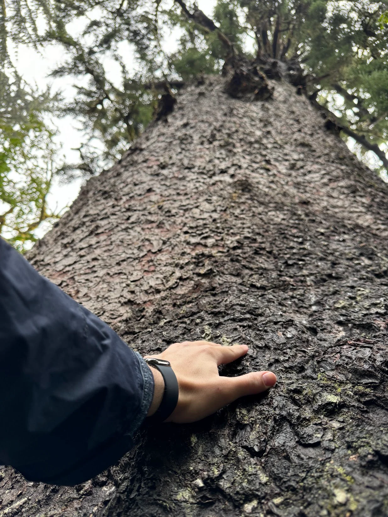 Giant Trees & Epic Coastlines: Exploring Washington State!