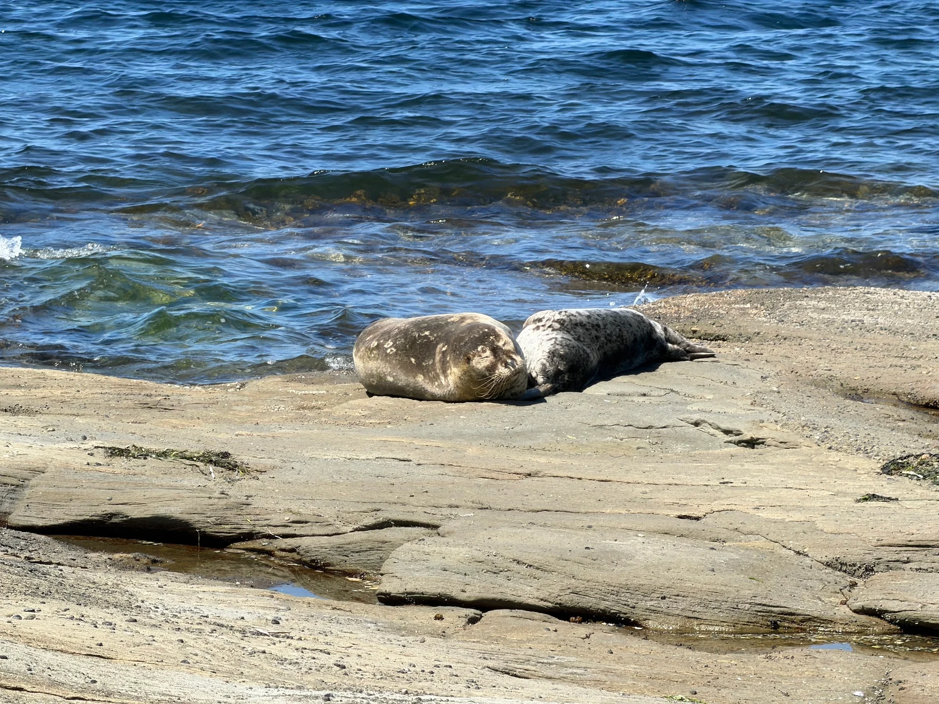 Mother seal and pup hauled out on the rocks at Madrona