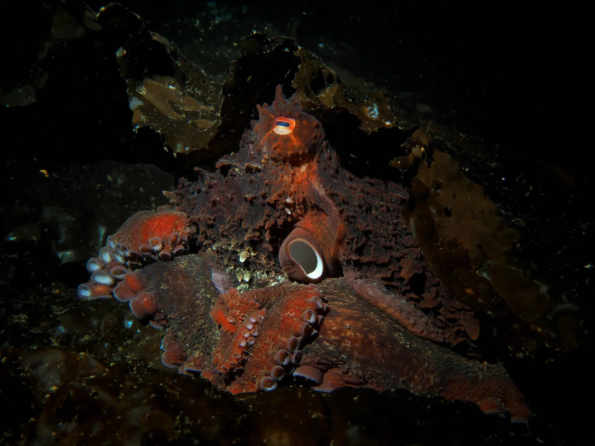 Six Dives, Three Sites, and a Frankly Unreasonable Number of Octopuses