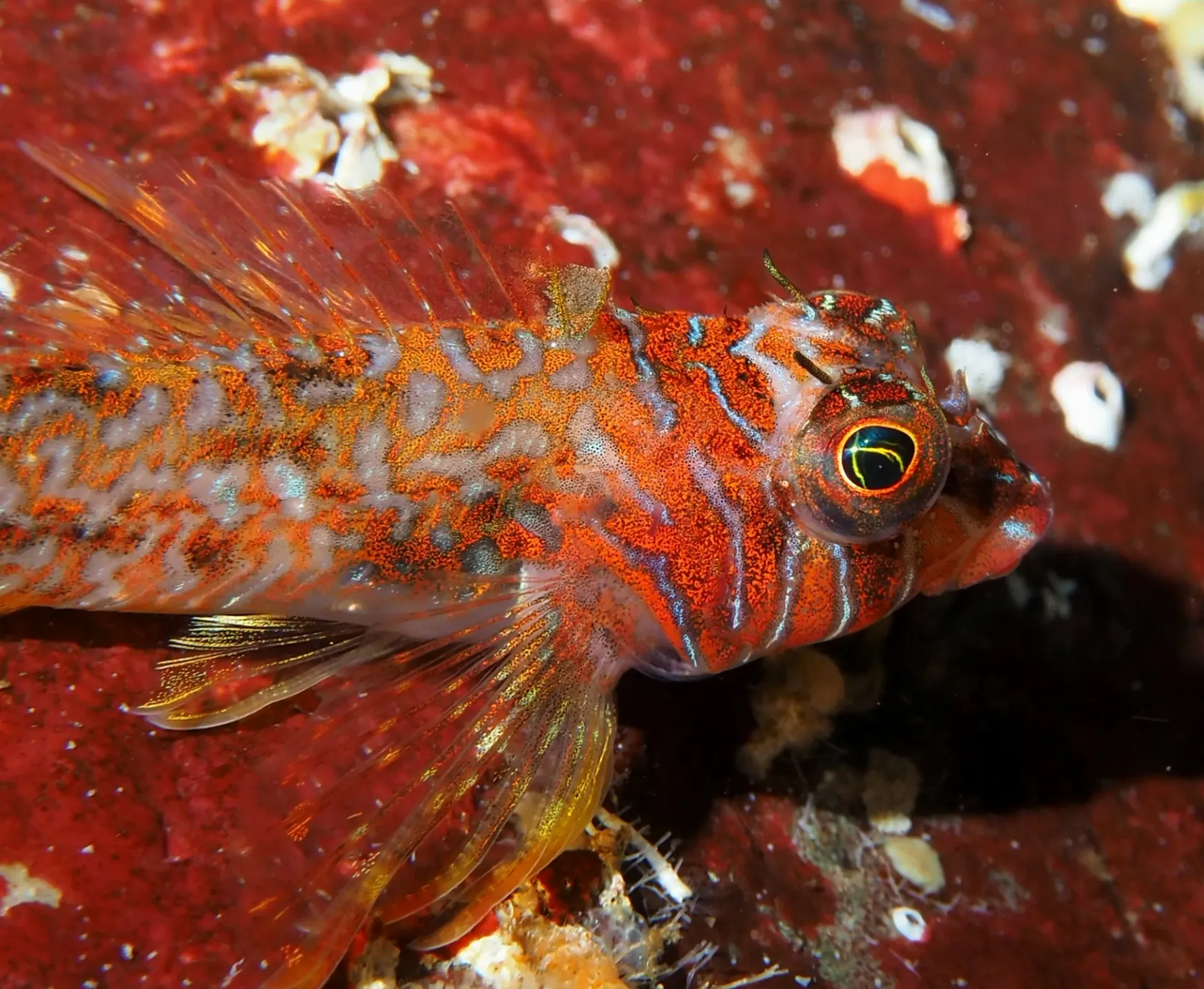 Scalyhead sculpin on the reef at Madrona
