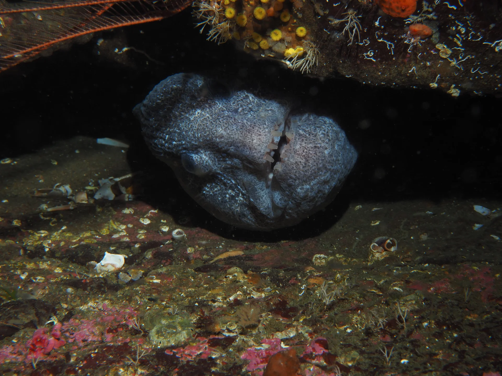 Wolf eel tucked under a ledge, looking at the camera