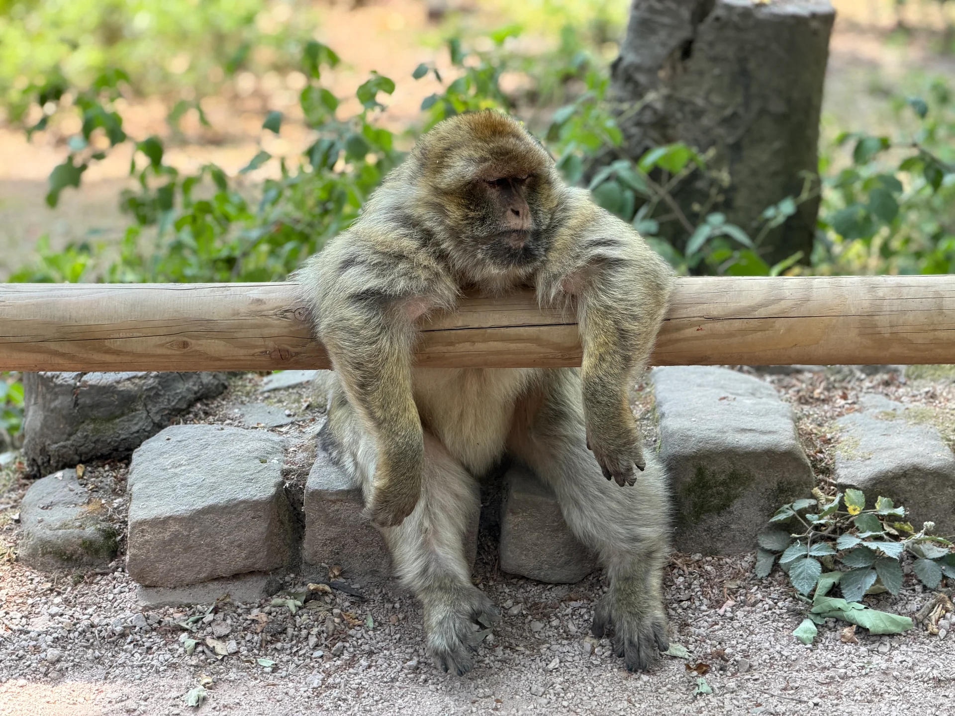 A Barbary macaque slouched over a wooden rail at Monkey Mountain