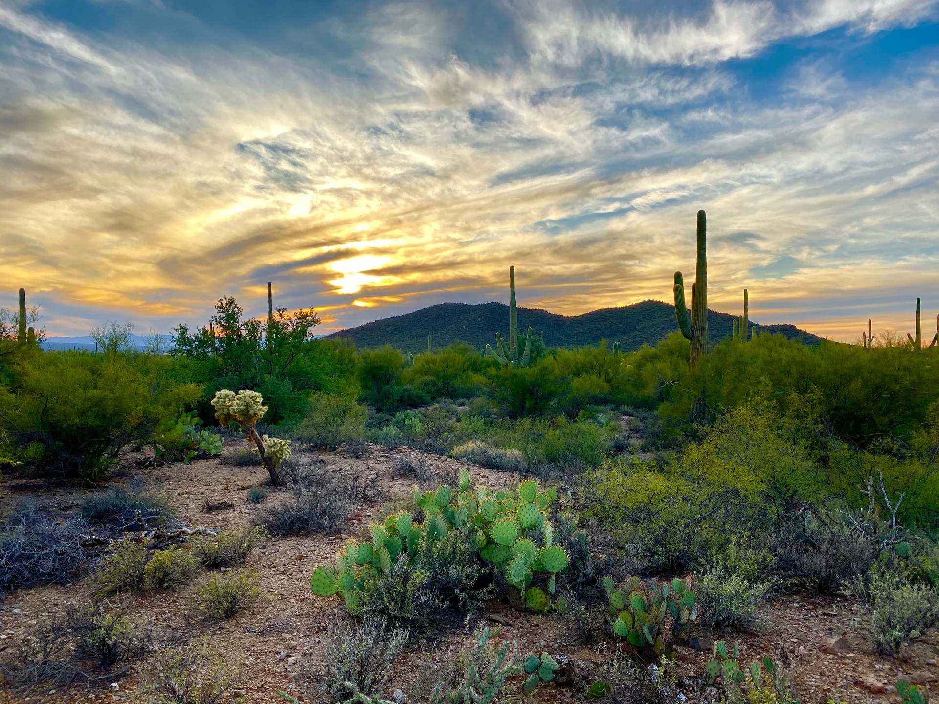 Arizona